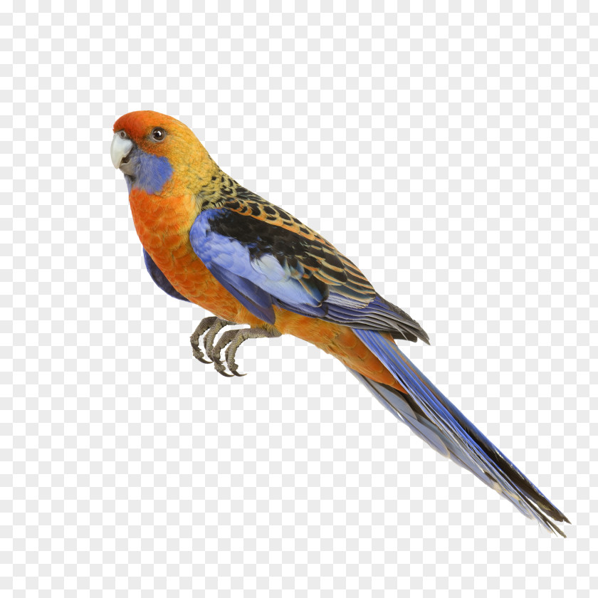 Parrot Standard Paper Size Photographic Inkjet Mirror PNG