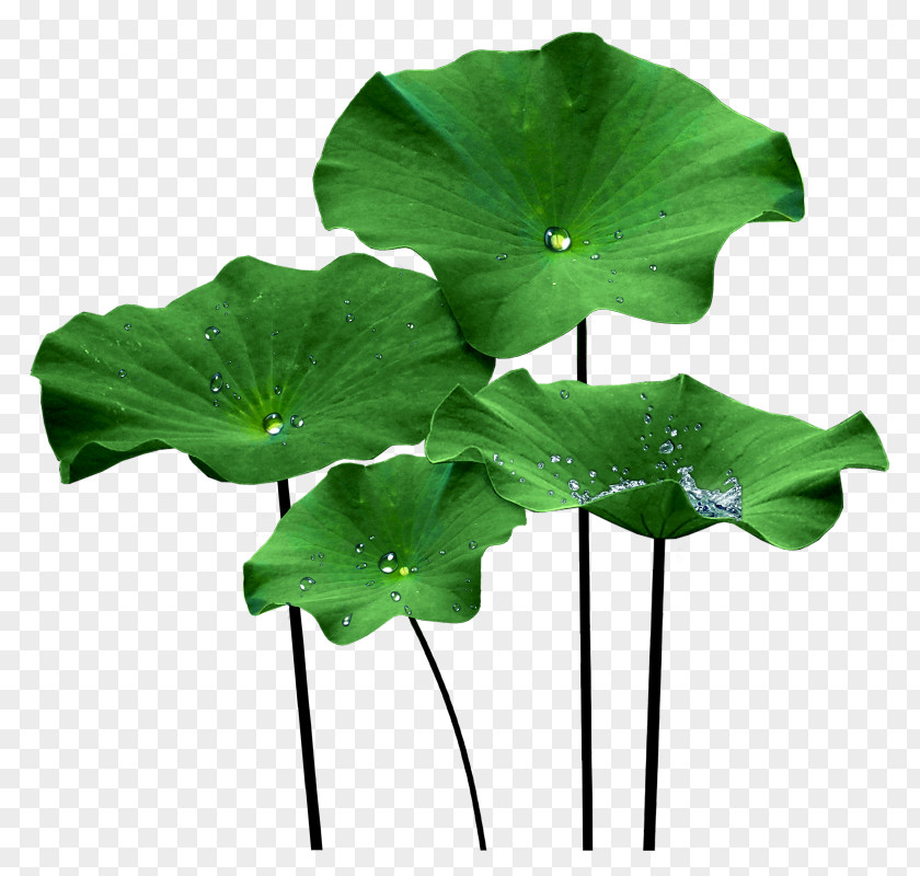 Tamil Nelumbo Nucifera Lotus Effect Leaf Clip Art PNG
