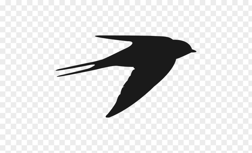 Bird Hummingbird Beak Swallow Flight PNG