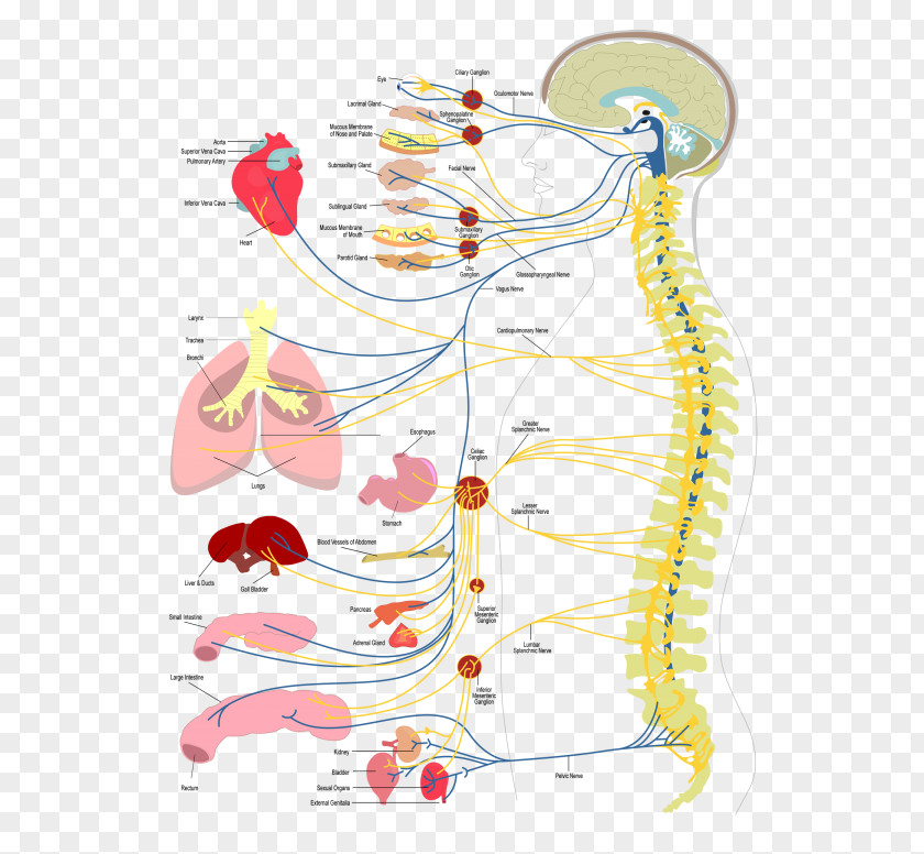 Health Launch Chiropractic Evolve Chiropractor PNG