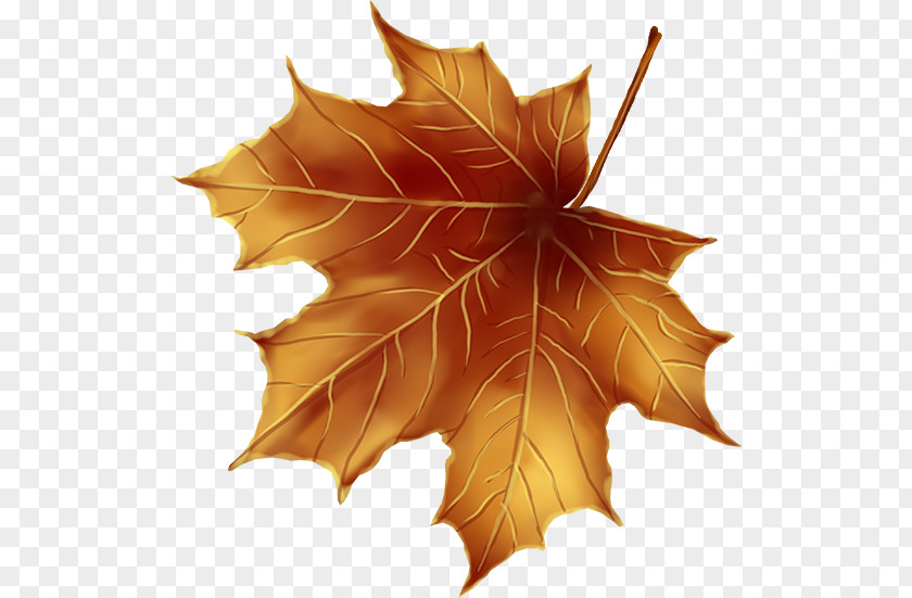 Leaf Maple Tree Decoupage Clip Art PNG