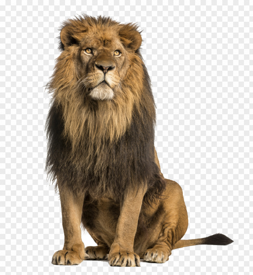 Lion Stock Photography Royalty-free PNG