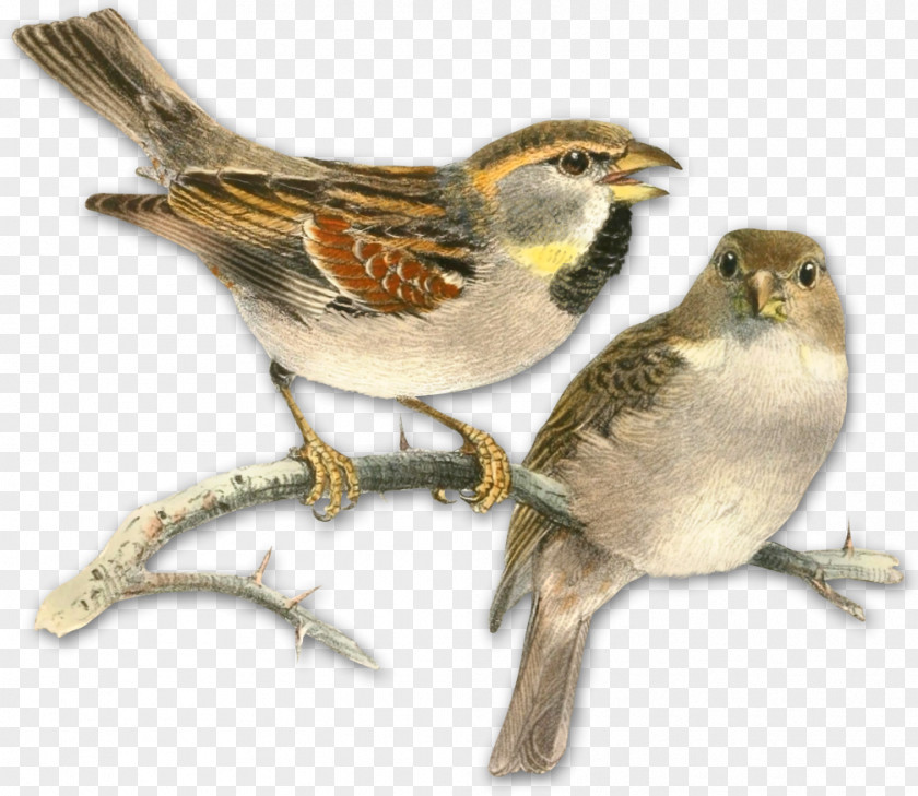 Sparrow Bird Nest Dead Sea Book Drawing PNG