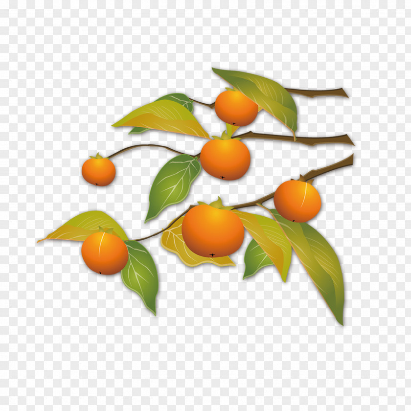 Autumn Background Kumquat Download PNG