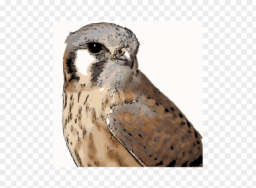 Bird American Kestrel Clip Art PNG