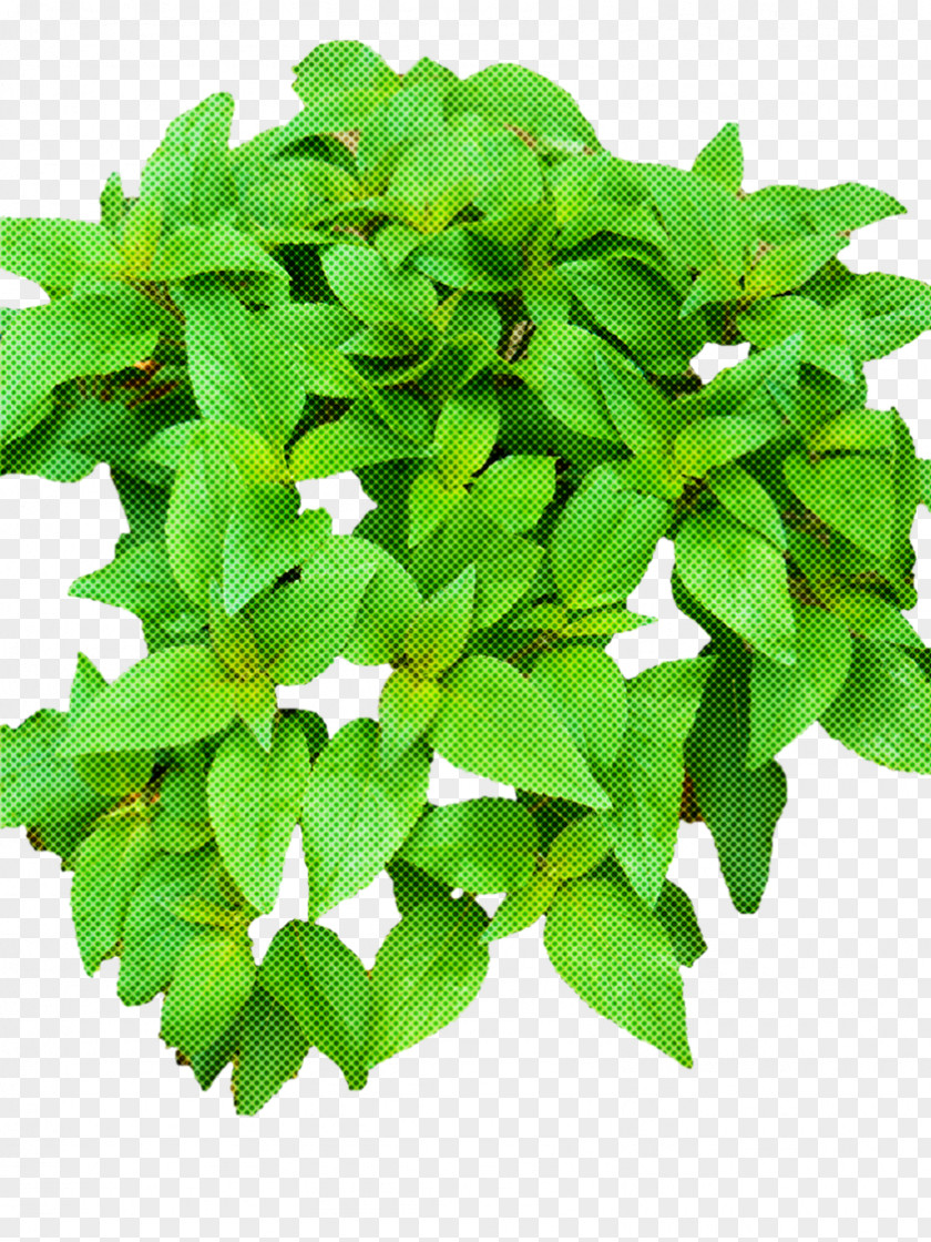 Houseplant Mock Orange Flower Leaf Green Plant Herb PNG