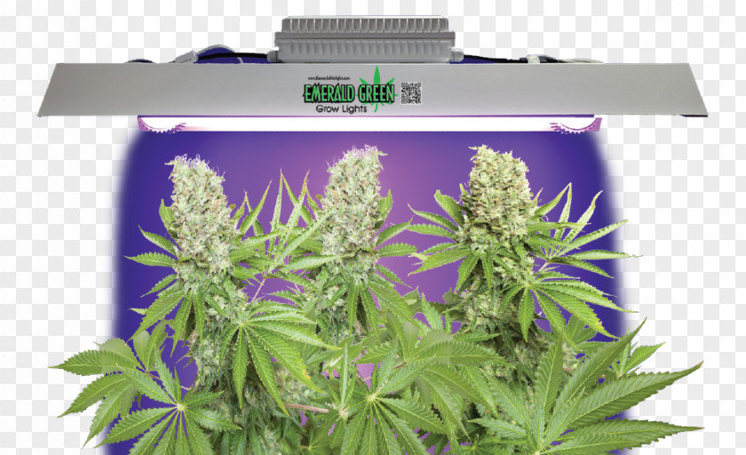 Light Grow Cannabis Light-emitting Diode Lighting PNG