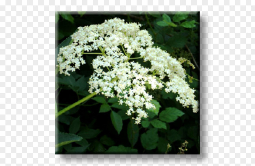 Sambucus Nigra Viburnum Lentago Elder Matrimony Vine Shrub Barberry PNG