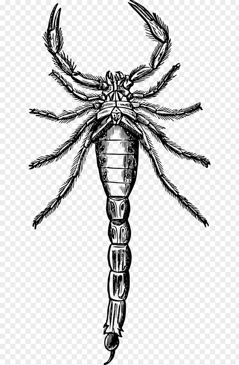 Scorpion Drawing Painting Clip Art PNG