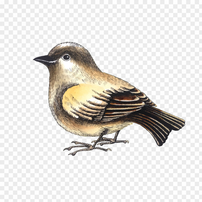 Vector Little Sparrow House Bird PNG