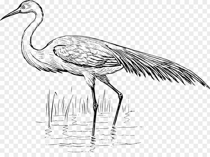 White Heron Bird Crane Great Egret PNG