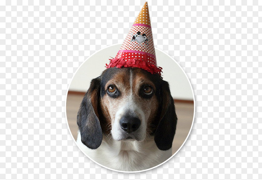 Birthday Dog Treeing Walker Coonhound Beagle Harrier Finnish Hound English Foxhound PNG