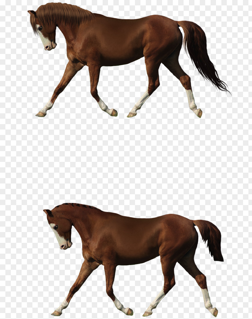 Cartoon Horse Creative Creative,Running Foal Stallion Pony Colt PNG