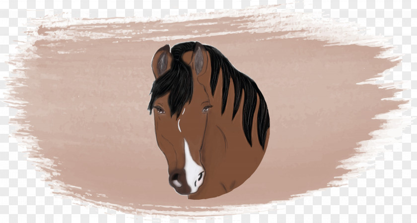 Cavalier Photography Horse Watercolor Painting Art PNG