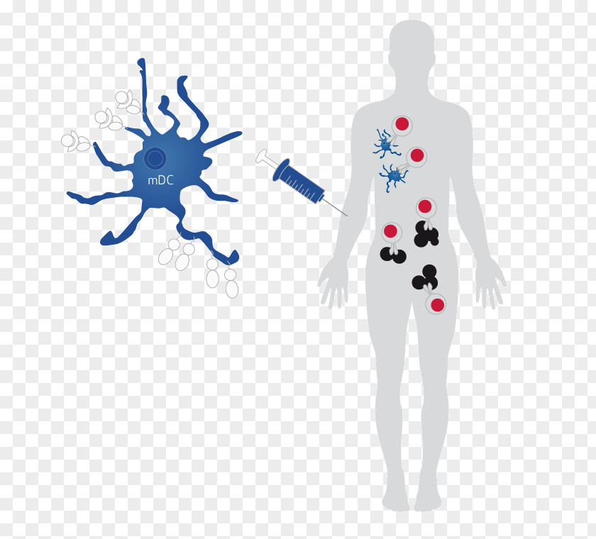 Dendritic Cell Cell-based Cancer Vaccine Acute Myeloid Leukemia PNG