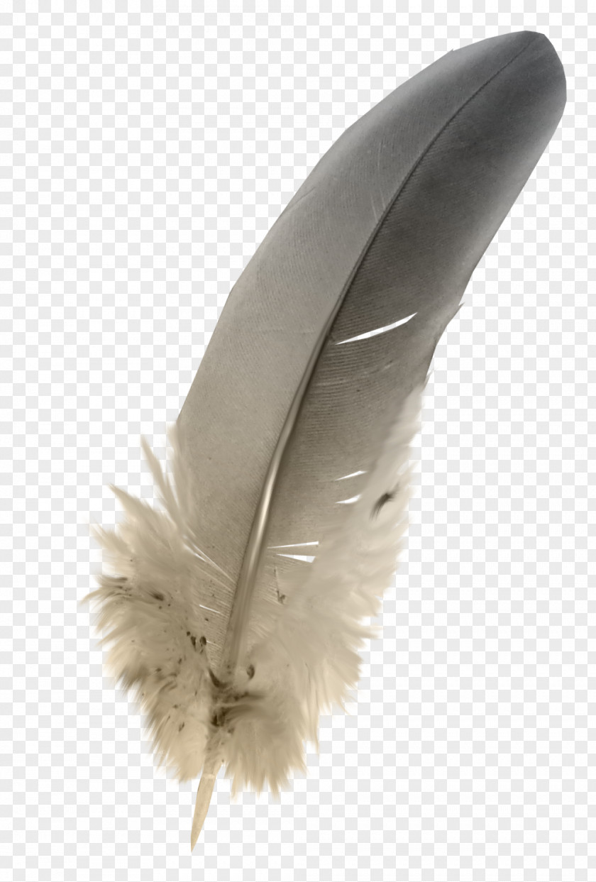 Feathers Feather Grey PNG