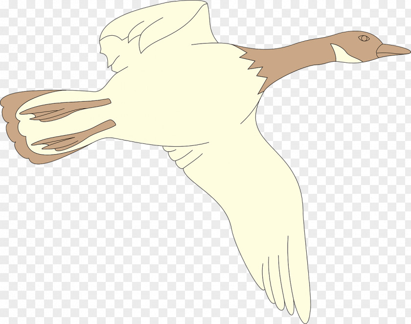 Incitement Wings Swan Duck Goose Flight Cygnini Illustration PNG