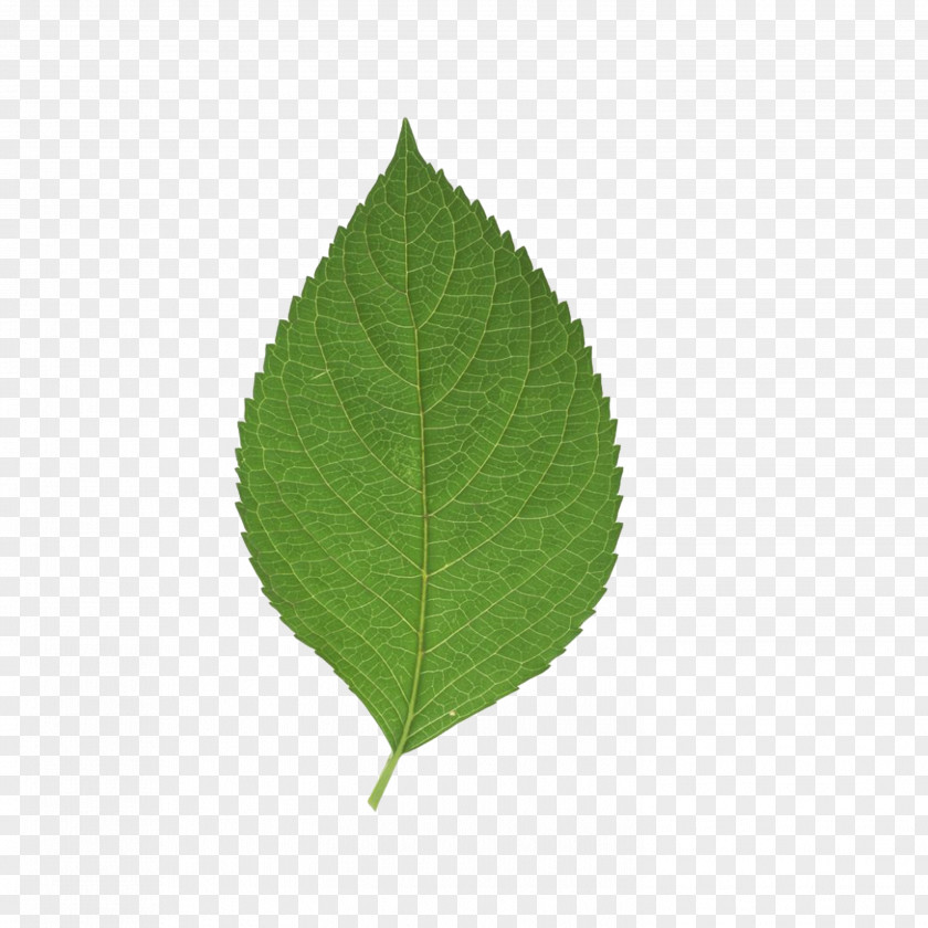 Leaf Green PNG