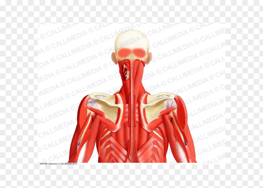 Muscles Of The Larynx Muscular System Muscle Posterior Triangle Neck Head And Anatomy Human Body PNG