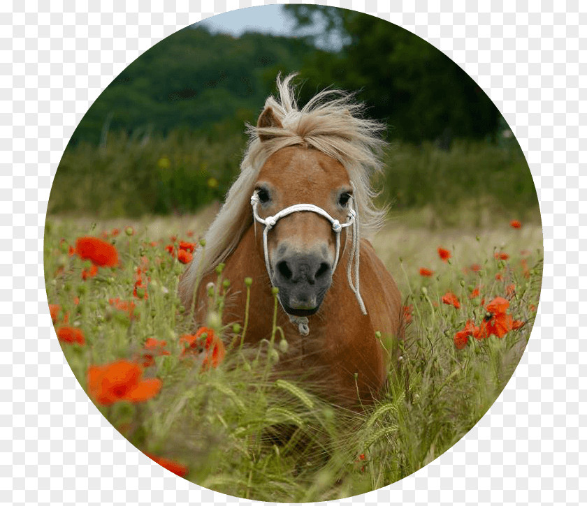 Mustang American Shetland Pony Mane PNG