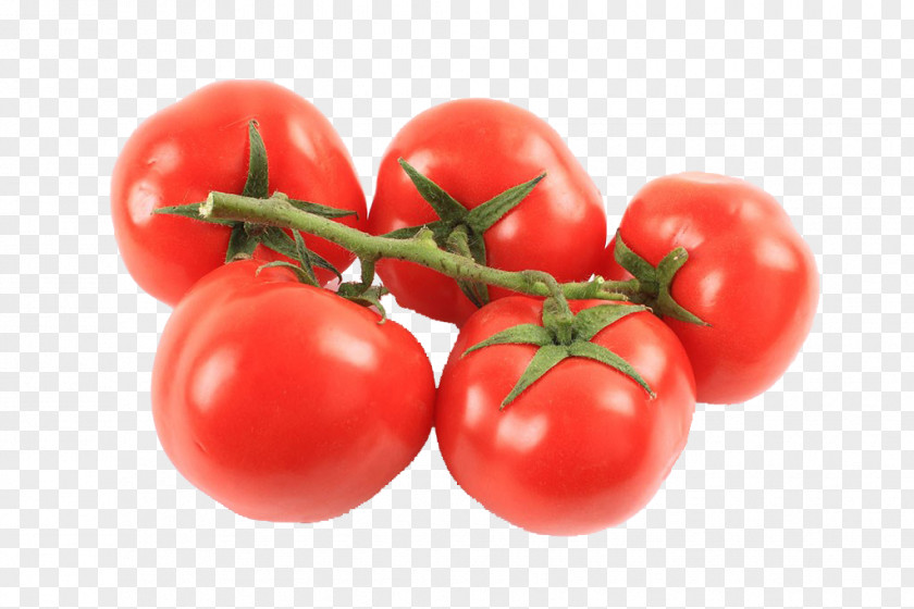 Tomatoes Pictures Plum Tomato Bush PNG