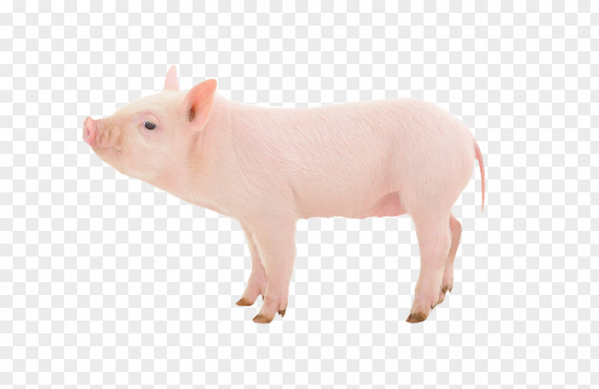 Domestic Pig Stock Photography Swine Influenza Farming PNG