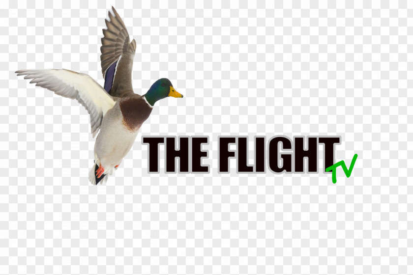 Duck Mallard Advertising Logo Beak PNG