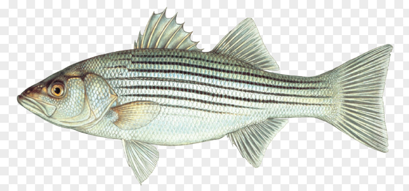 Fishing Hybrid Striped Bass Northern Pike PNG
