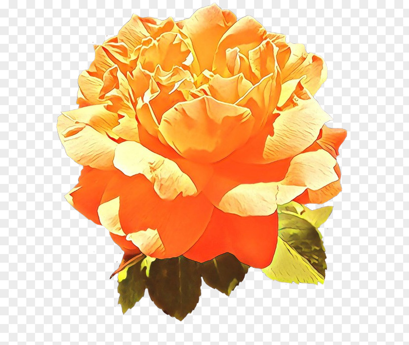 Floribunda Plant Garden Roses PNG