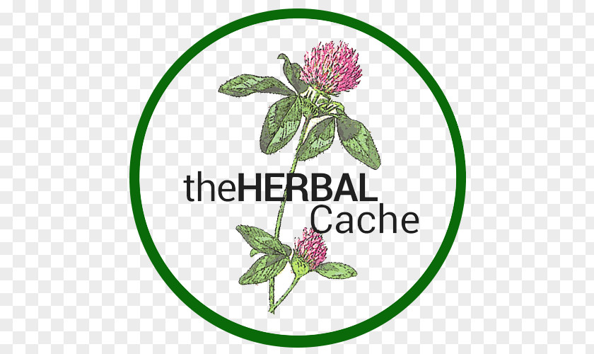 Health Herbalism Red Clover Tincture PNG