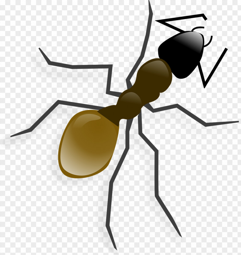 Insect Ant Clip Art PNG
