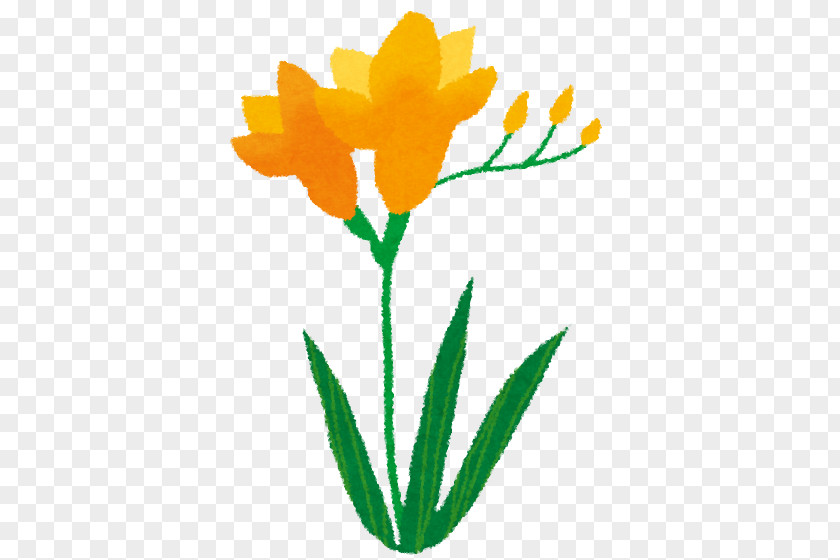 Tulip Freesia Cut Flowers Clip Art PNG