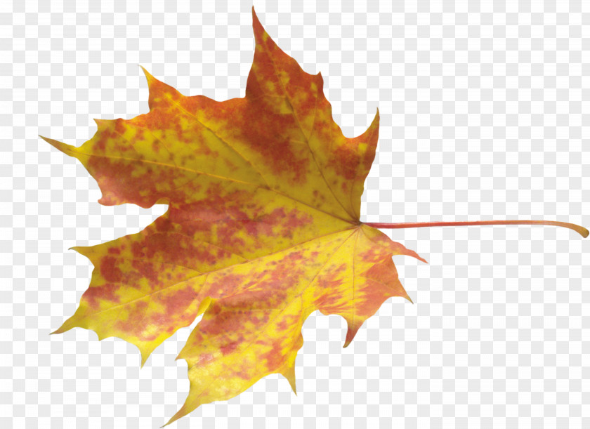 Autumn Leaf Color PNG