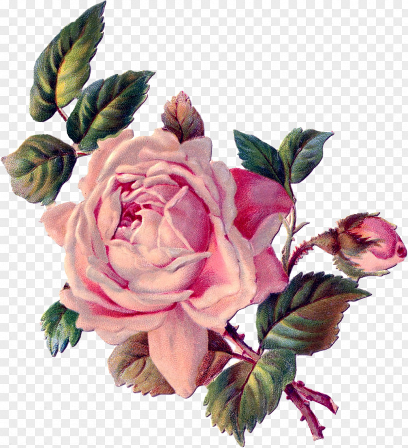 Ginger Flower Rose Paper Clip Art PNG