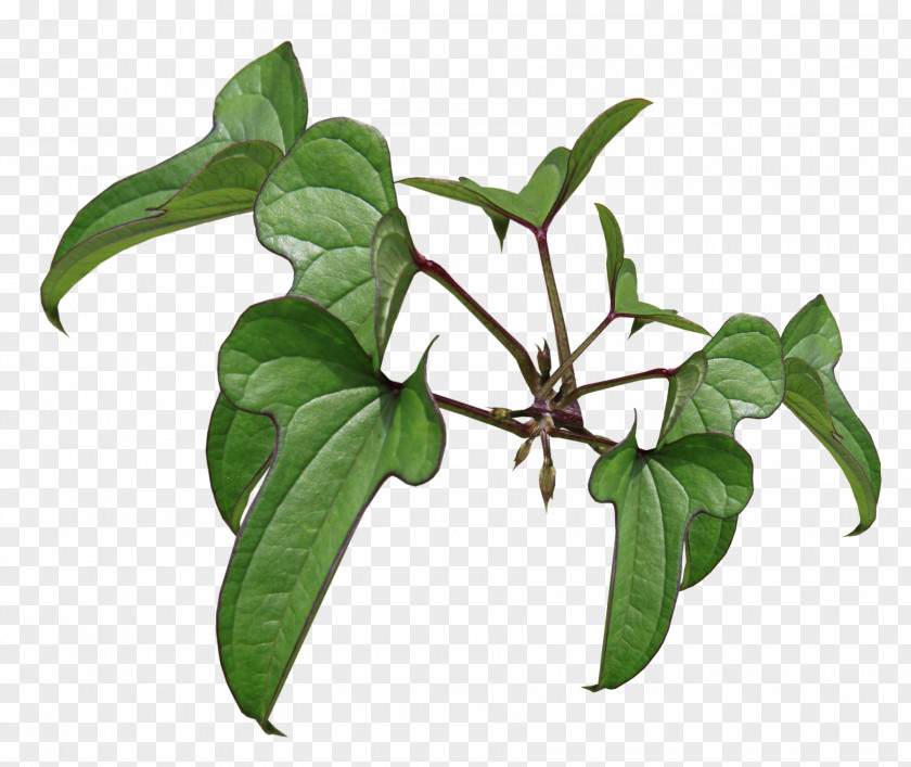 Leaf Flowerpot Herb Plant Stem Branching PNG
