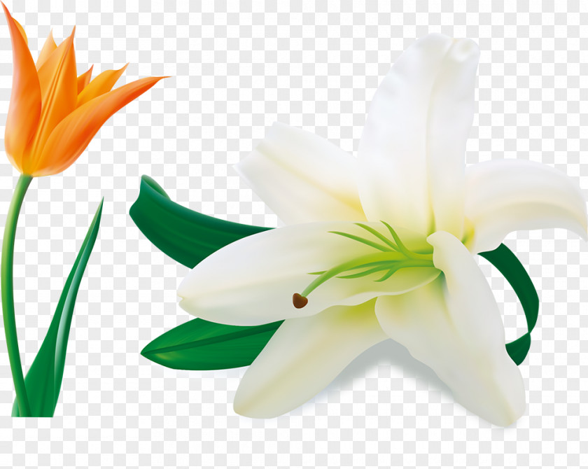 Beautiful Lily Easter Lilium Candidum Arum-lily Flower PNG