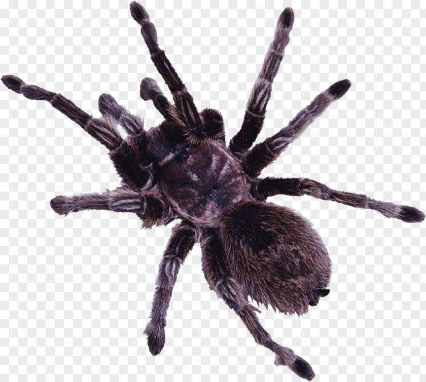 Black Spider Web Tarantula Clip Art PNG