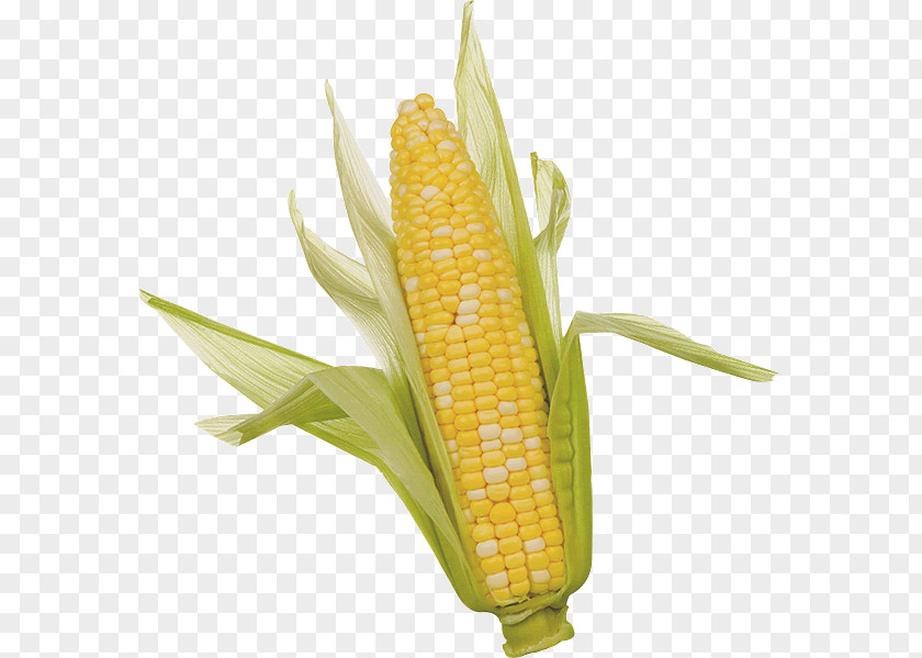 Corn On The Cob Clip Art Sweet Corncob PNG