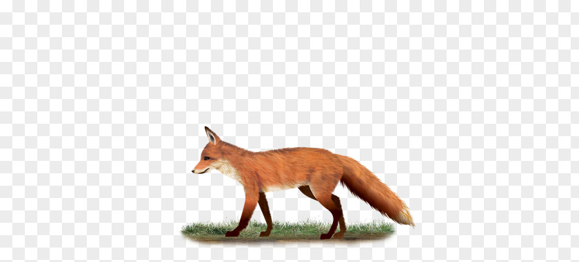Dyr Red Fox Wildlife Tail News PNG