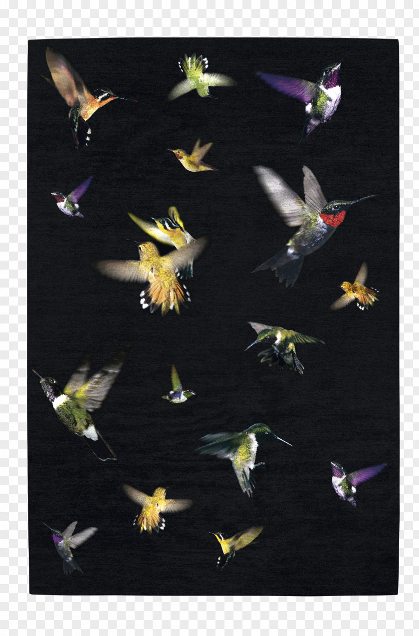 Fashion Design Hummingbird Carpet Designer PNG