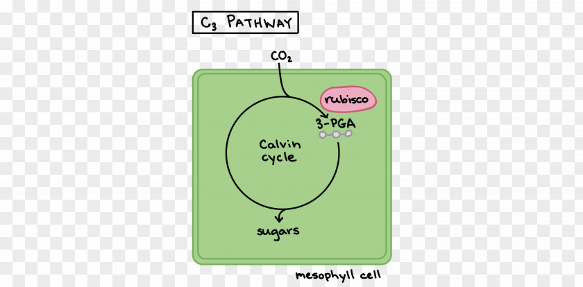 Pathway C3 Carbon Fixation Crassulacean Acid Metabolism C4 Photorespiration PNG
