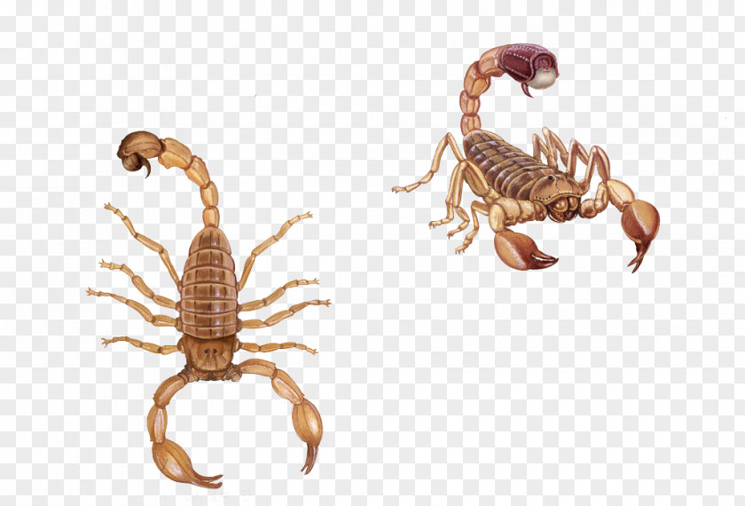 Pictures Painted Scorpion Poison Animal PNG