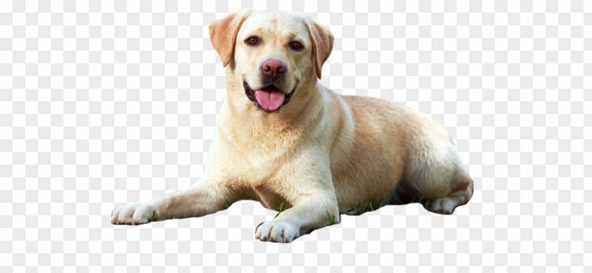 Puppy Labrador Retriever A Perfect Dog Guide: Guide To Selection, Care, Nutrition, Rearing, Training, Health, Breeding, Sports And Play Image PNG