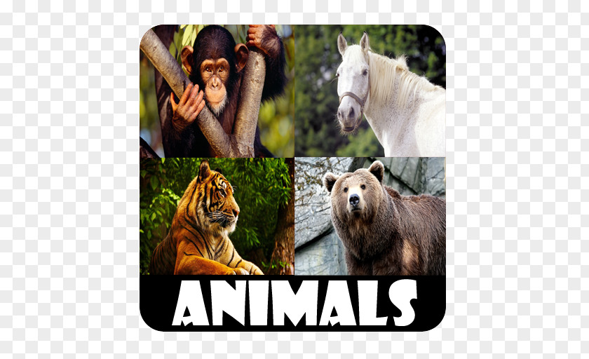Android Animal Sounds For Kids PNG