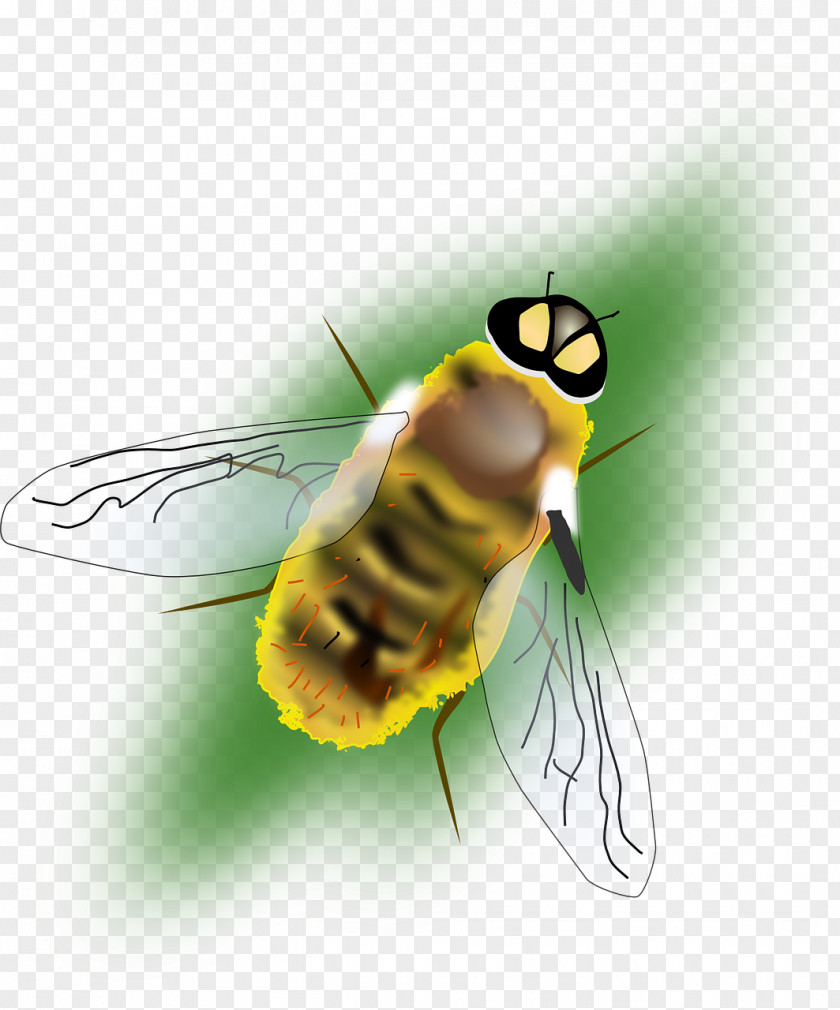 Bee Bumblebee Hornet Insect Clip Art PNG