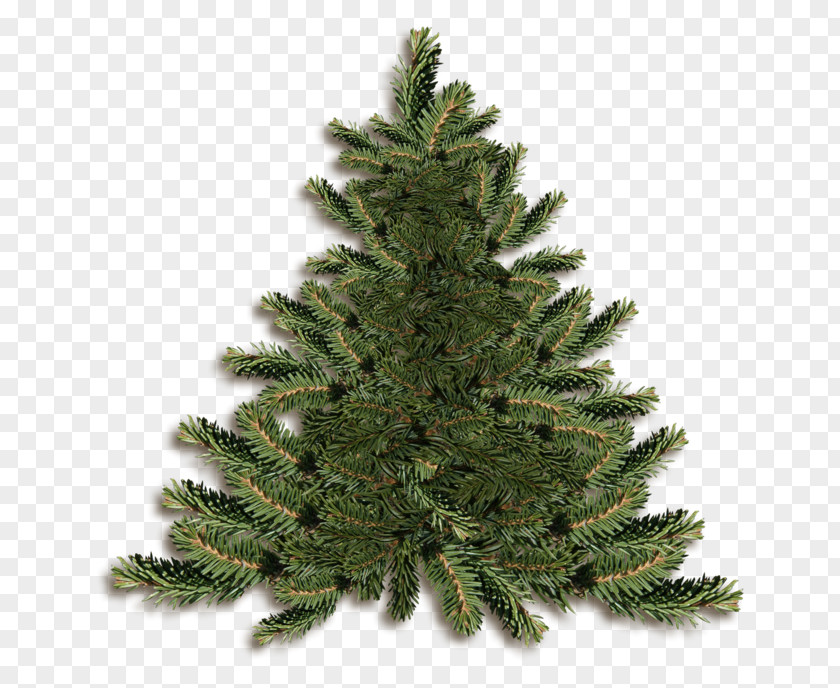 Christmas Tree Day Pre-lit Fir PNG