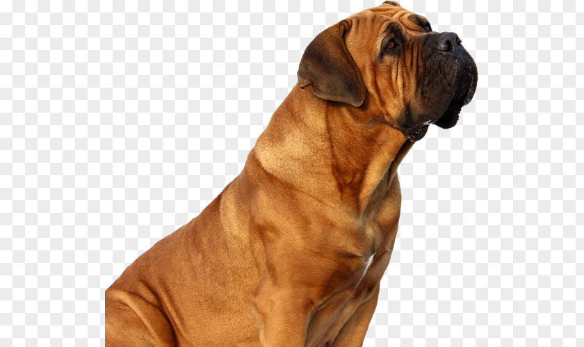 Golden Dog Tosa Bullmastiff Boerboel Fila Brasileiro Dogue De Bordeaux PNG