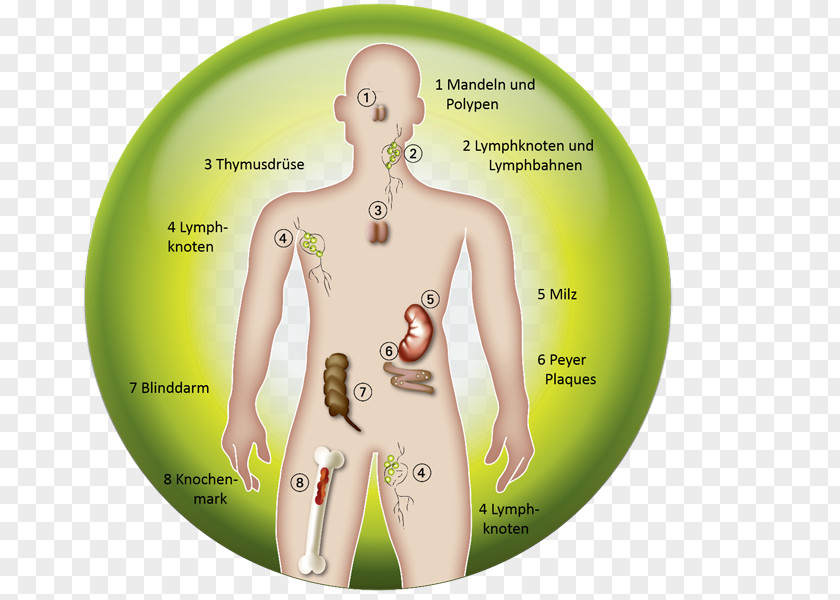 Kidney Immune System Organism Immunology Lymphatic Cell PNG