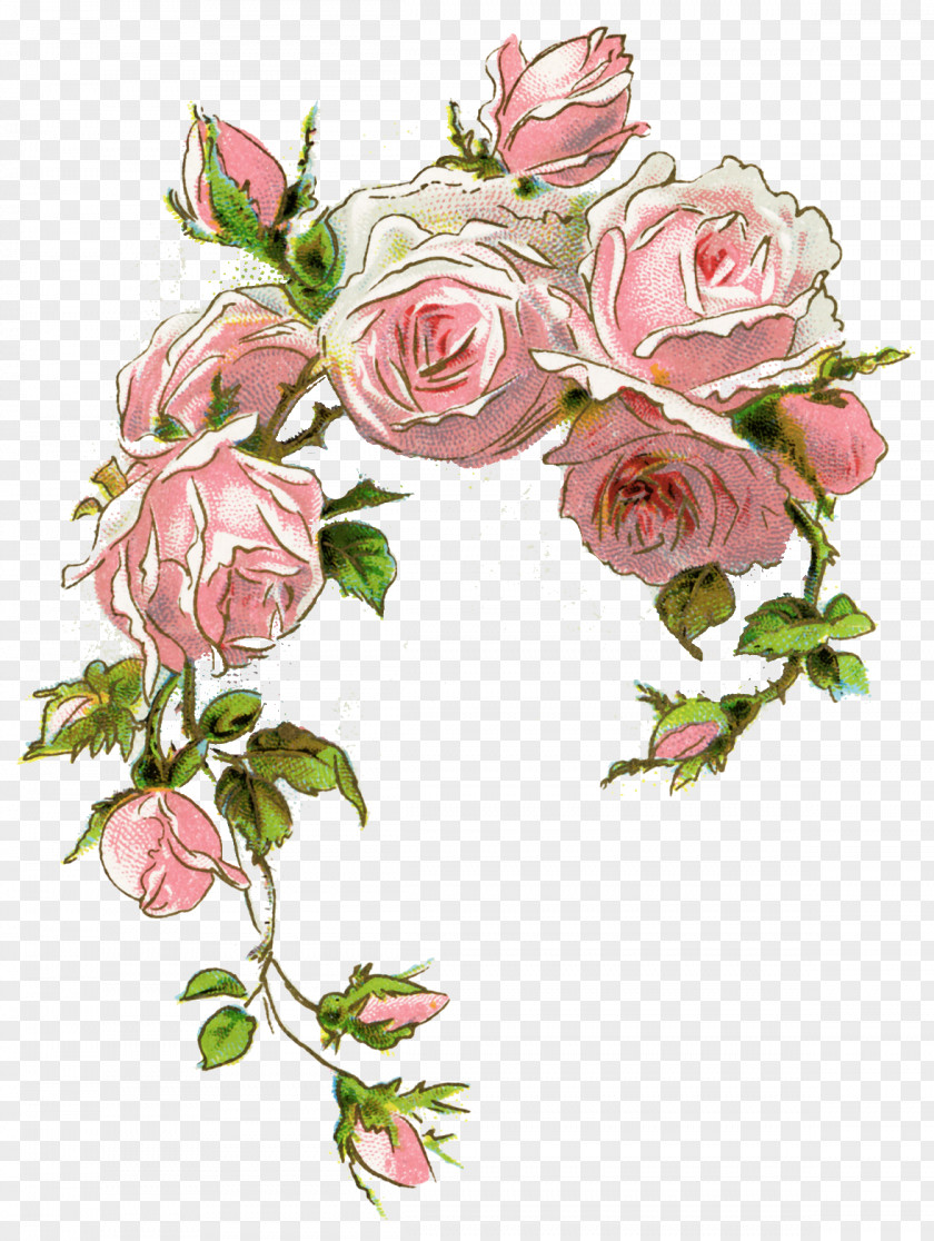 Rose Clip Art Pink Illustration Image PNG