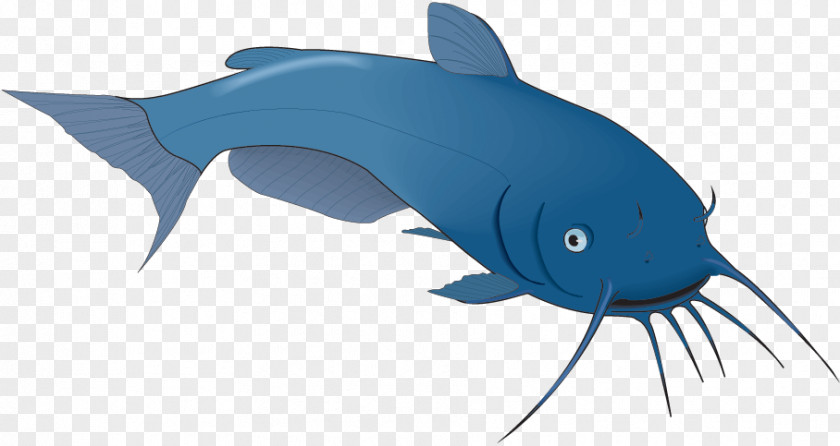 Shark Dolphin Bony Fishes Porpoise Marine Biology PNG